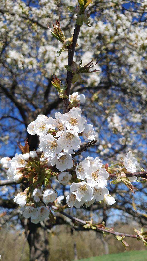 Frühling